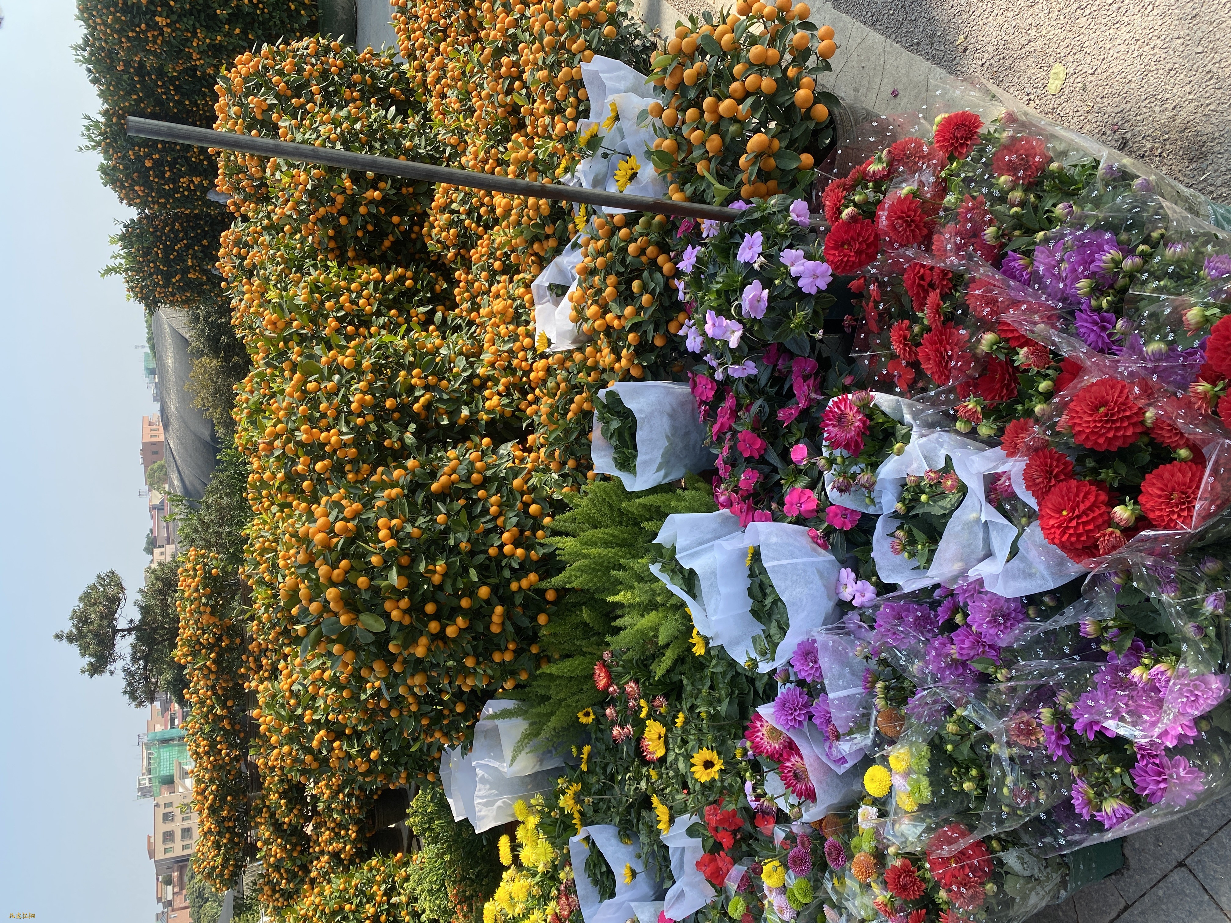 IMG_8461.jpeg